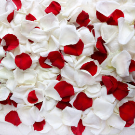 Красно-белые лепестки роз