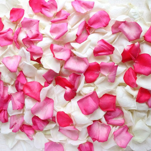 Бело-розовые лепестки роз